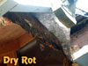 dry rot